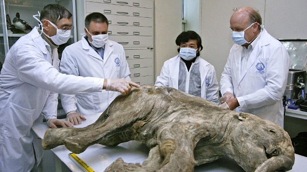Mamut Baby.jpg