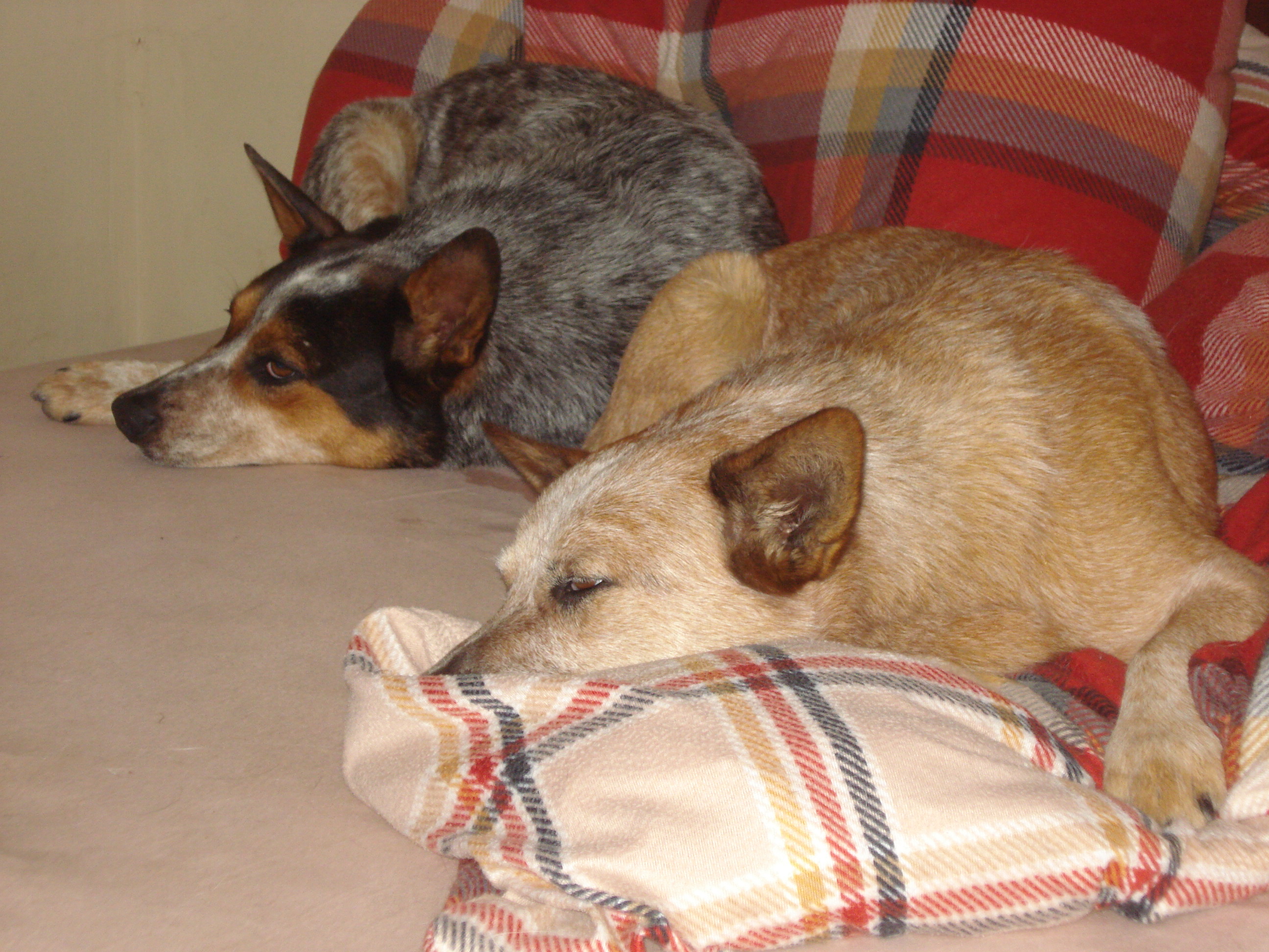 DSC06585.JPG